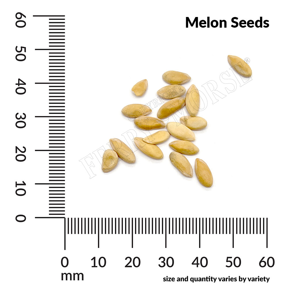 Melon Seed spill and measurement